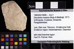 Foto (Objket + Etiketten) von Discutiolira moesica (Muţiu & Bădăluţă, 1971) 